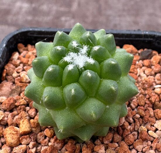MAMMILLARIA POLYTHELE 2,5-3CM